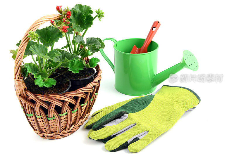 天竺葵花盆放在篮子里，配有园艺工具如手套、铁锹、水罐等。孤立的背景