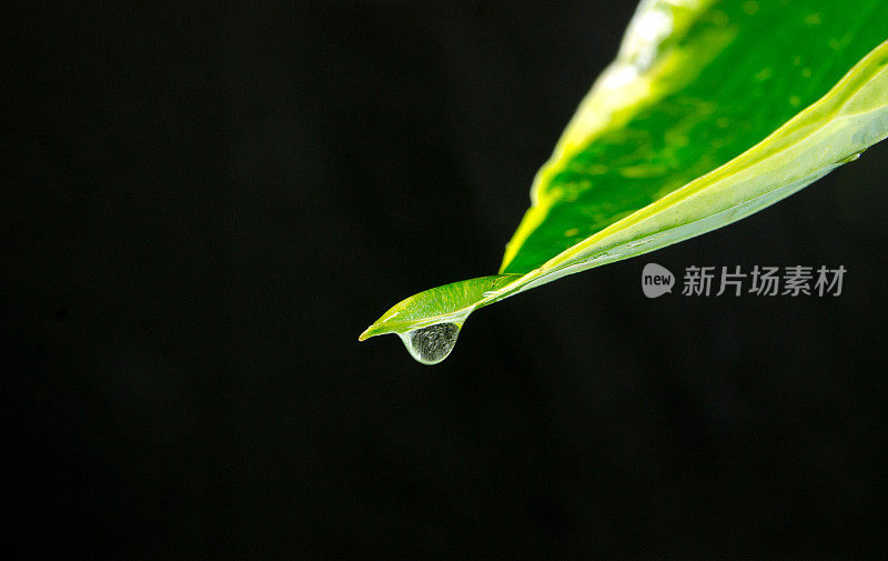 雨滴和玉簪叶