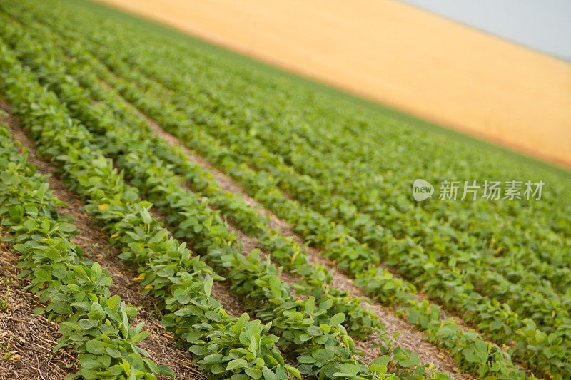 大豆和小麦田