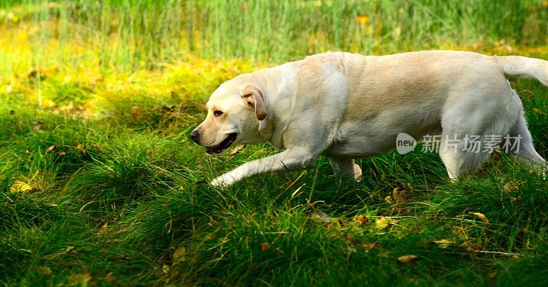 拉布拉多寻回犬