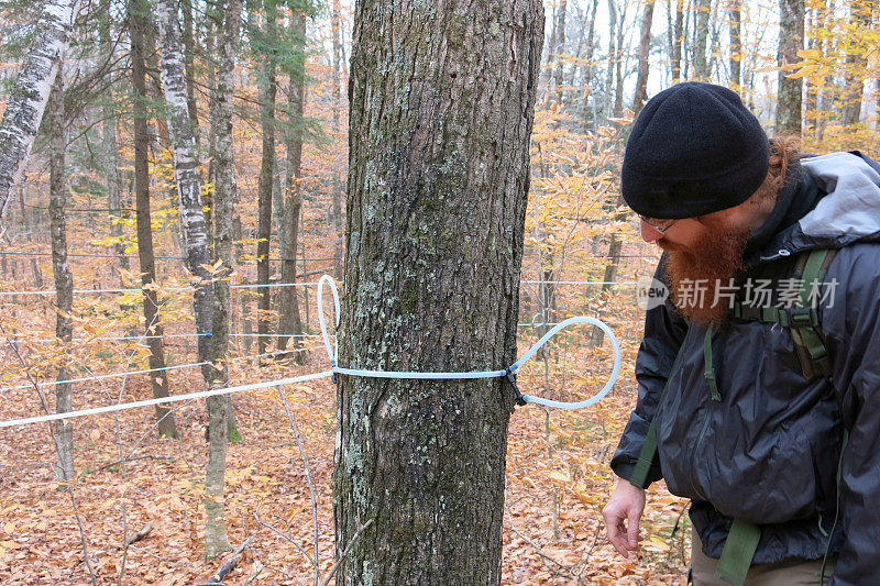 佛蒙特州糖树枫糖浆自来水管道系统液收集器安装