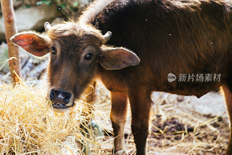 安纳普尔纳峰电路