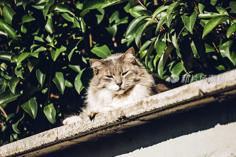西西里，一只猫在享受阳光。