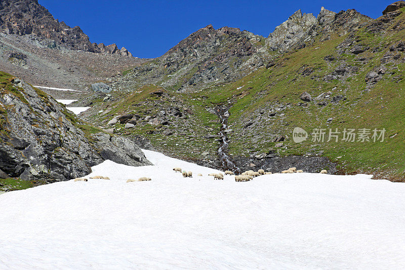 绵羊在瑞士山上的雪地上