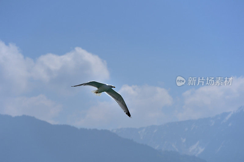 在日内瓦湖上空飞翔的海鸥