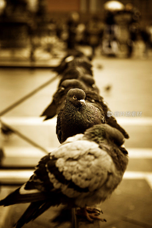 圣马可广场上的鸽子