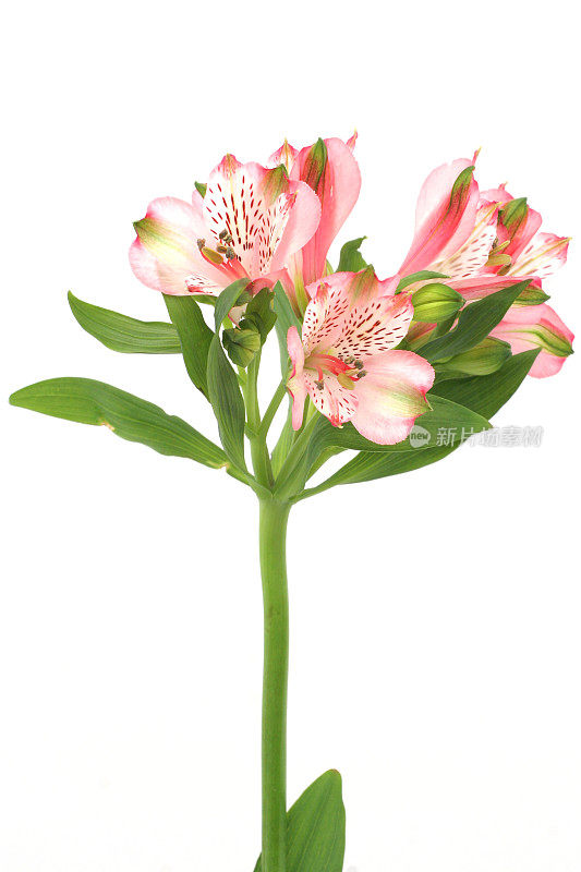 开花Alstroemeria