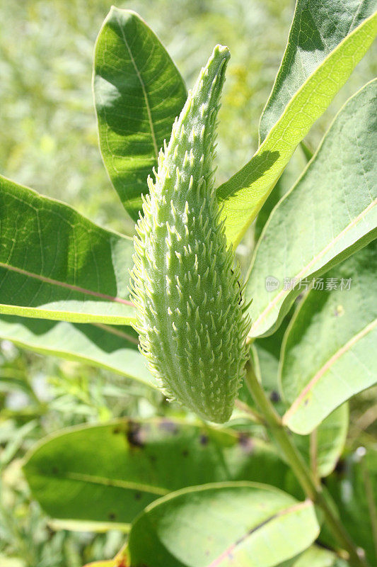 乳草属植物的种子荚