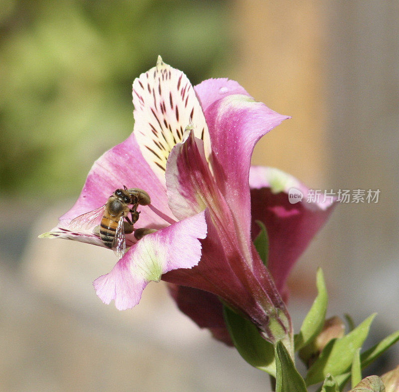 蜜蜂在欣赏黄花