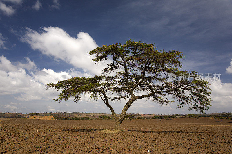 非洲金合欢树