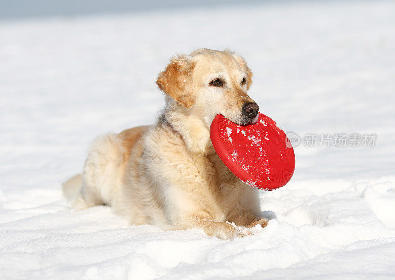 雪中顽皮的狗