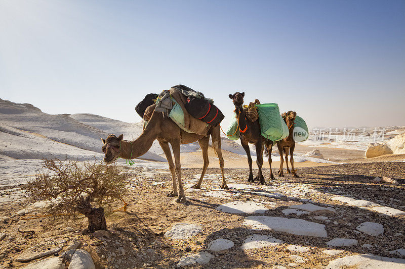 白色沙漠国家公园里的骆驼商队