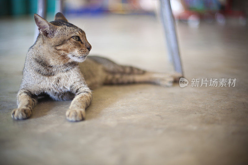 在露台桌子下休息的流浪猫。