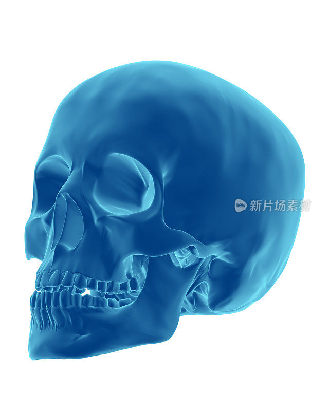 3D渲染就像x射线的人类头骨