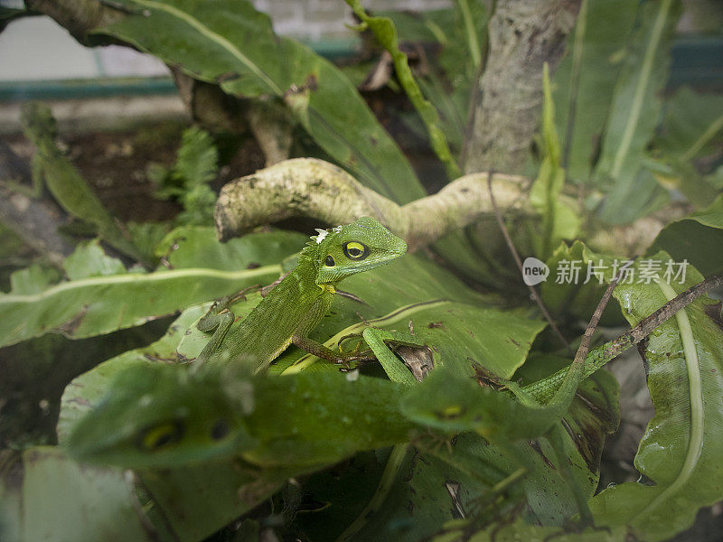 德拉科飞蜥蜴