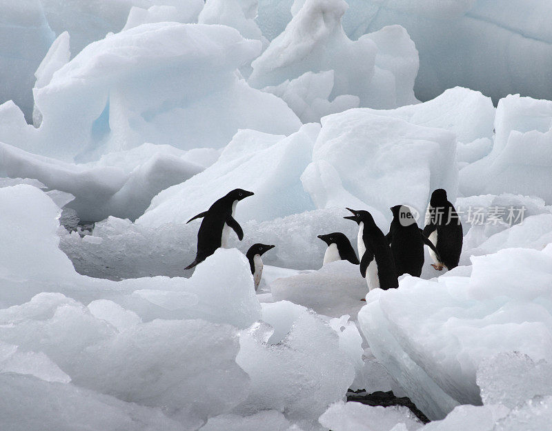 一群阿德利企鹅