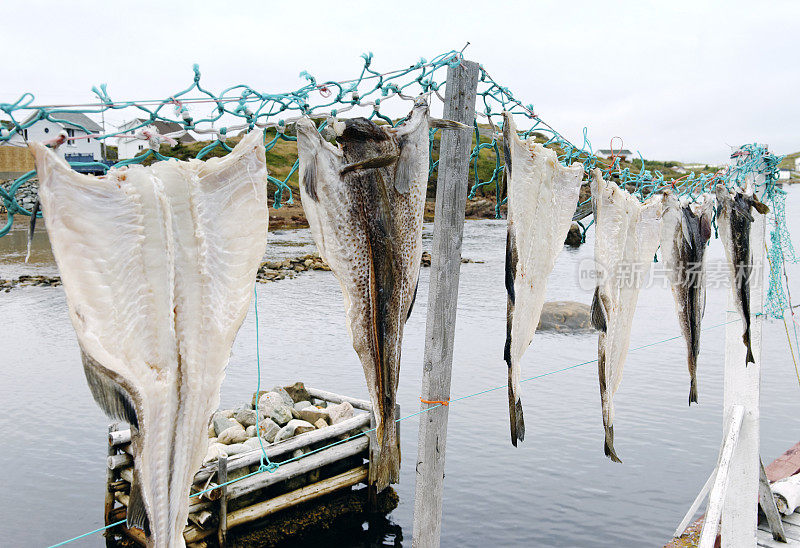 加拿大纽芬兰，Twillingate，腌制鳕鱼被晾在外面晒干。