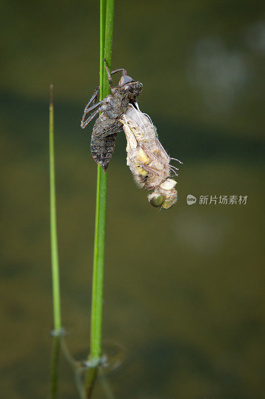 蜻蜓蜕变(宏观)