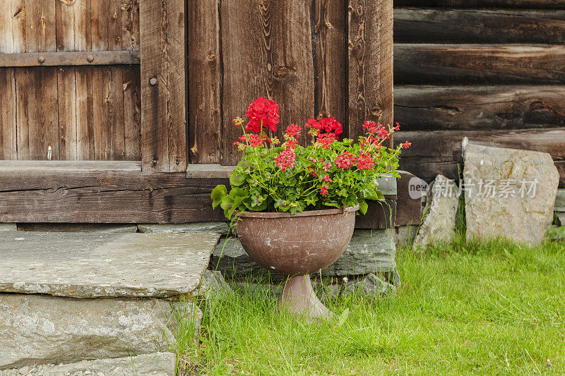 挪威传统建筑外的红色天竺葵。