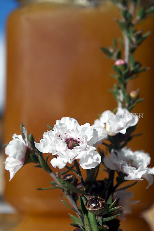 麦卢卡花和蜂蜜