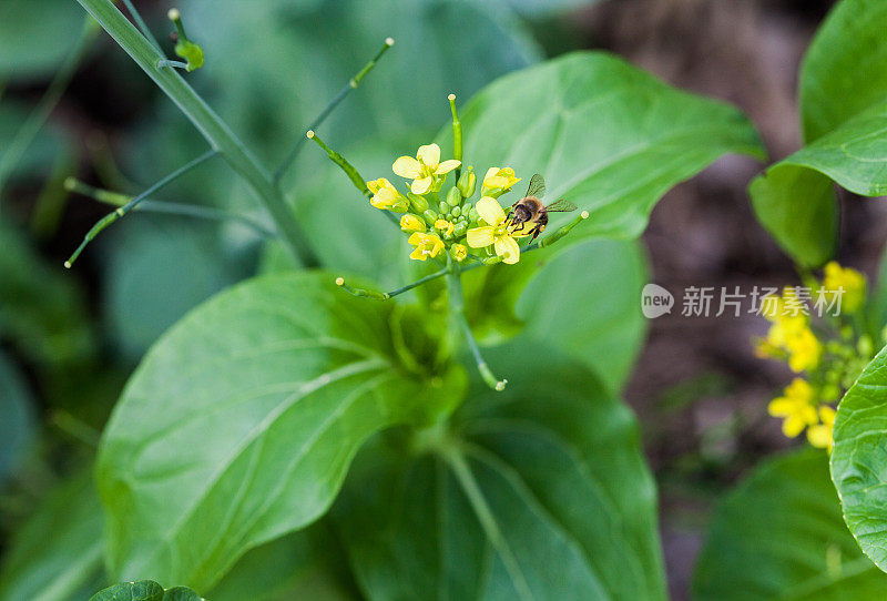 蜜蜂为白菜花授粉