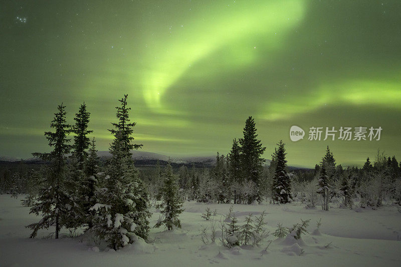 芬兰拉普兰，冬天的北极光笼罩在白雪皑皑的树上