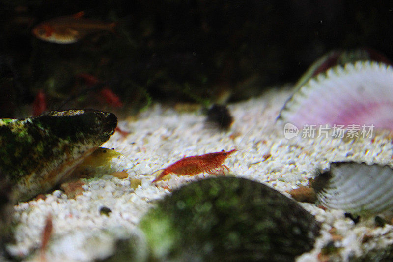 淡水热带水族鱼缸，红樱桃虾