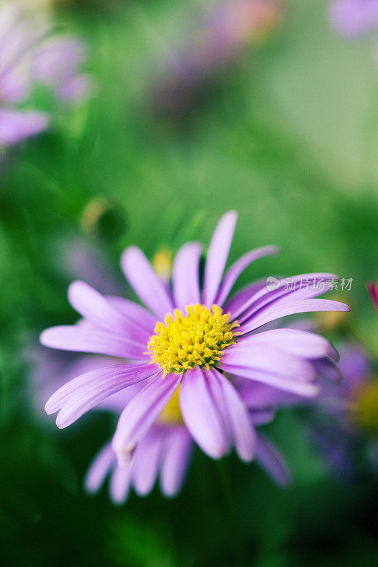 特写的紫色雏菊背景