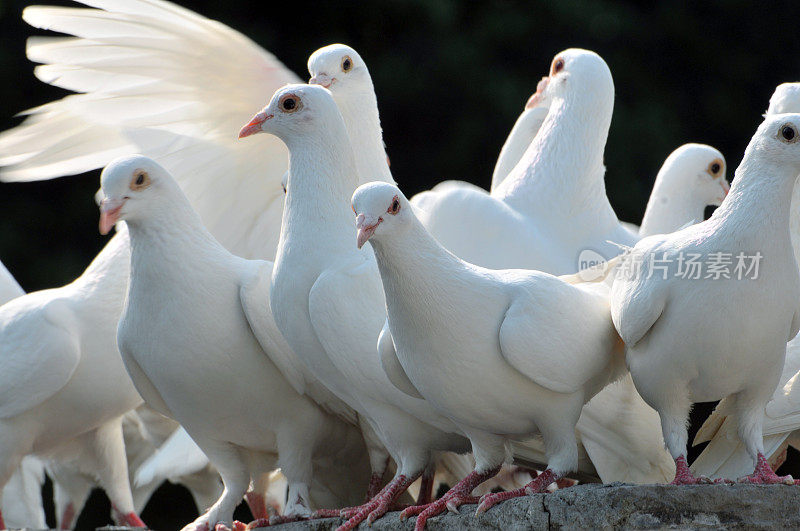 白色的鸽子群