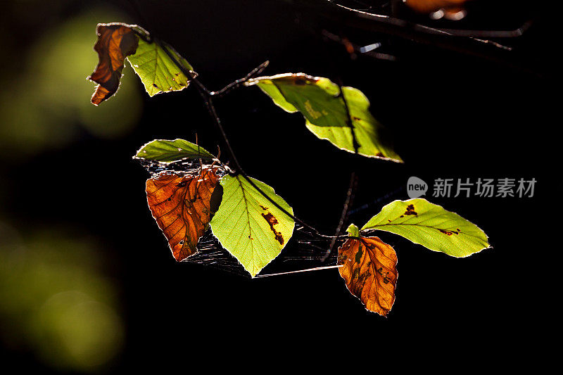 秋天的树叶在阳光的照射下