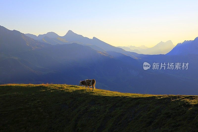 罗尼牛，格林德沃上方的湿角:瑞士阿尔卑斯山阳光明媚的日出