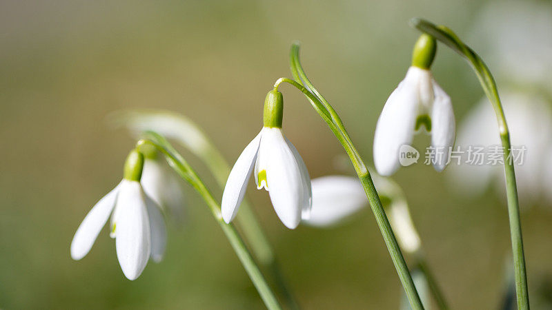 雪花莲(雪花)