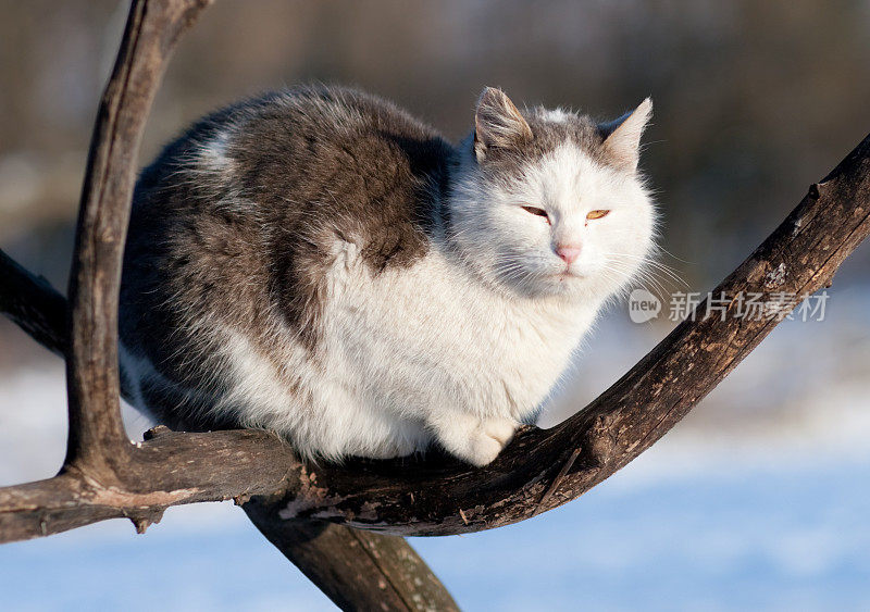 猫穆尔卡在冬日的阳光下取暖