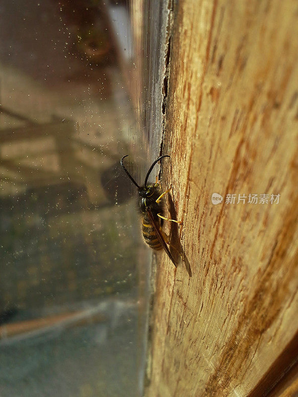 窗外的黄蜂