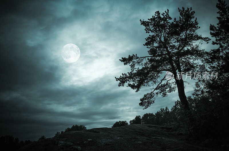 满月天空下的夜森林