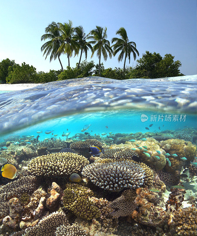 热带礁-马尔代夫