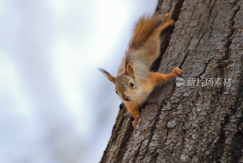 可爱有趣的小松鼠有趣地爬在一棵树上在公园里
