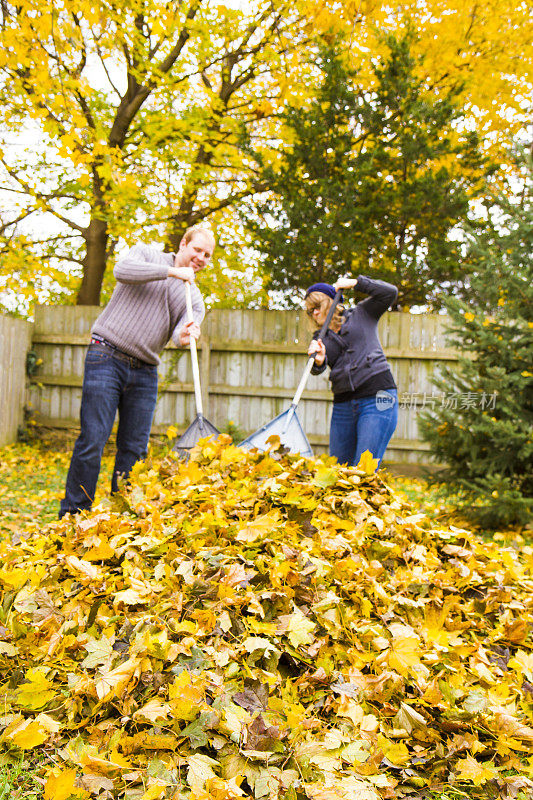 年轻夫妇在院子里耙树叶。秋天的颜色