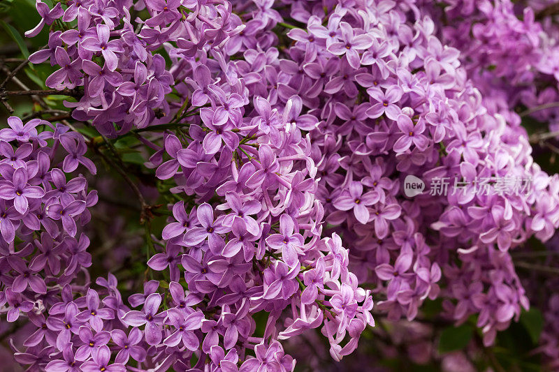 紫丁香开花