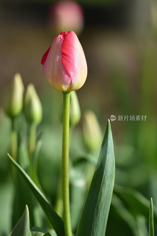 4月郁金香领域