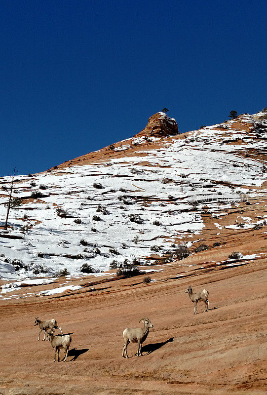 沙漠大角羊在雪覆盖的砂岩锡安国家公园犹他州