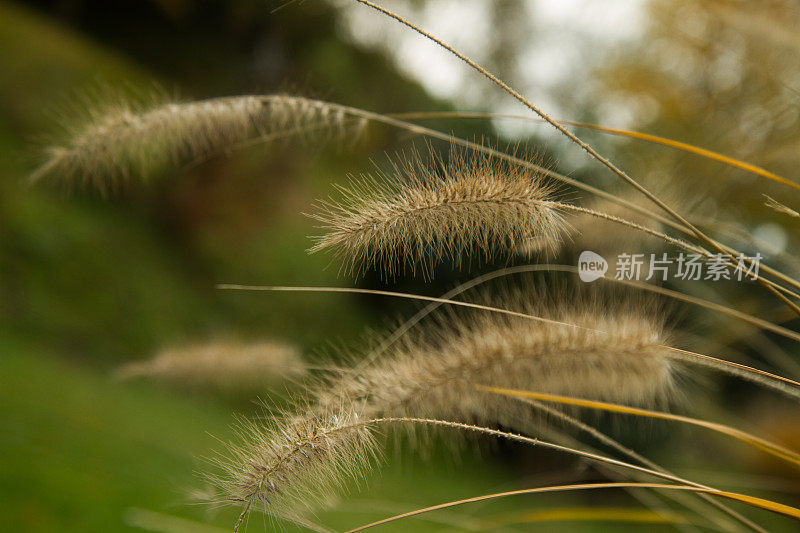 芦苇顶端