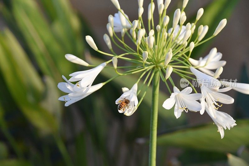 白色的花和一只蜜蜂