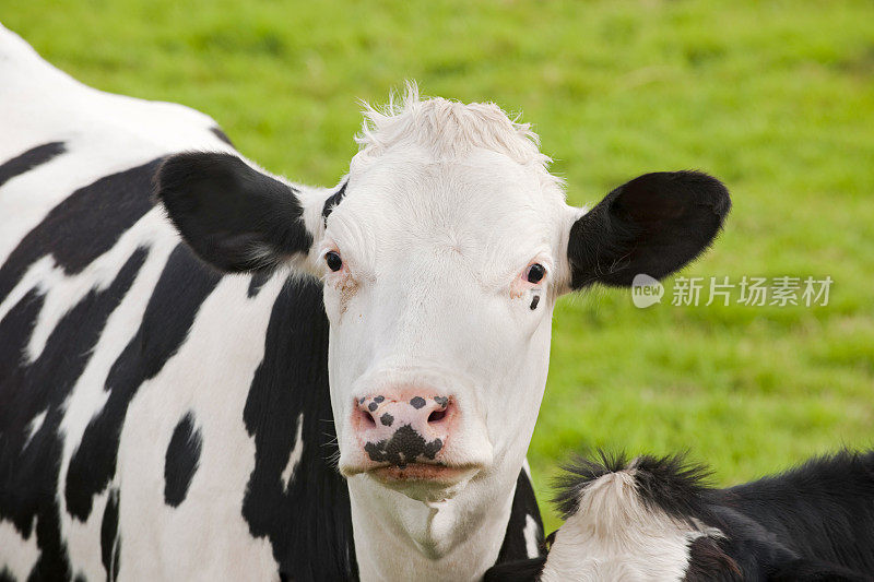 牧场上的荷斯坦奶牛