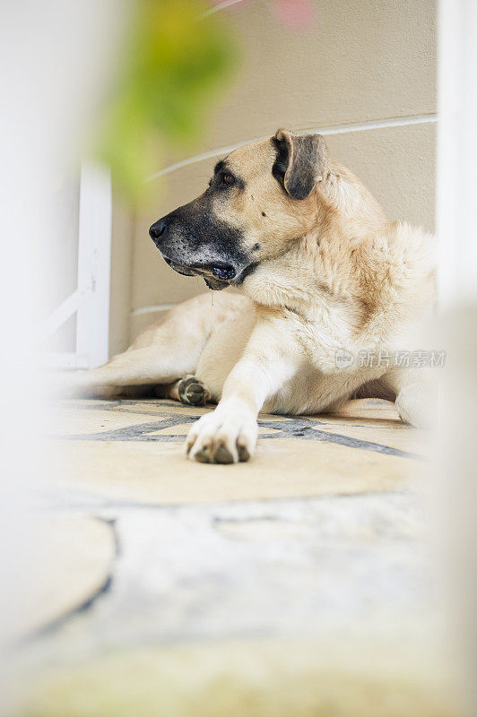 土耳其警卫犬“Kangal”