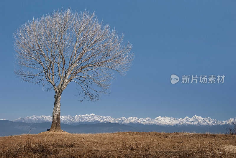 树和景观