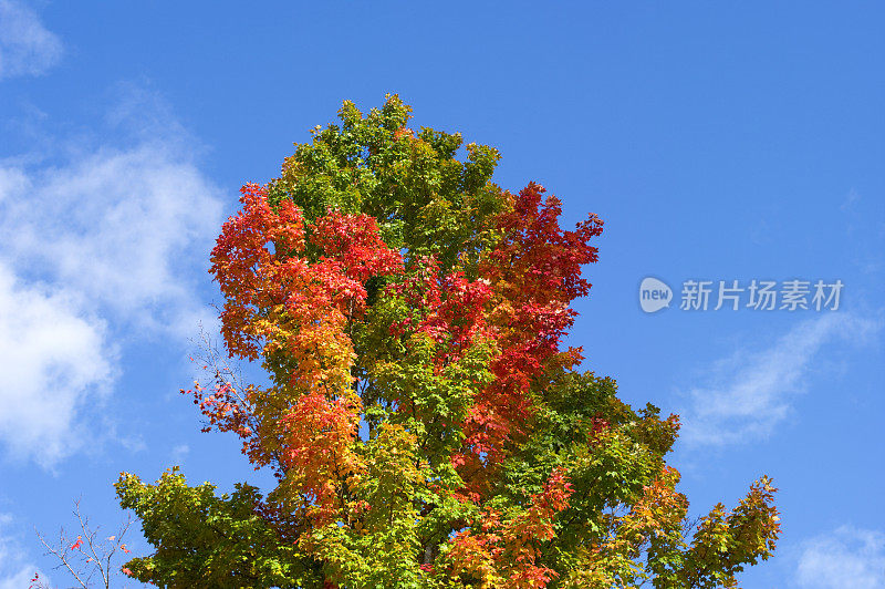 五彩缤纷的枫叶在秋天