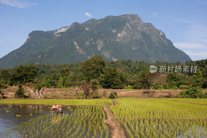 江岛山周围的稻田。