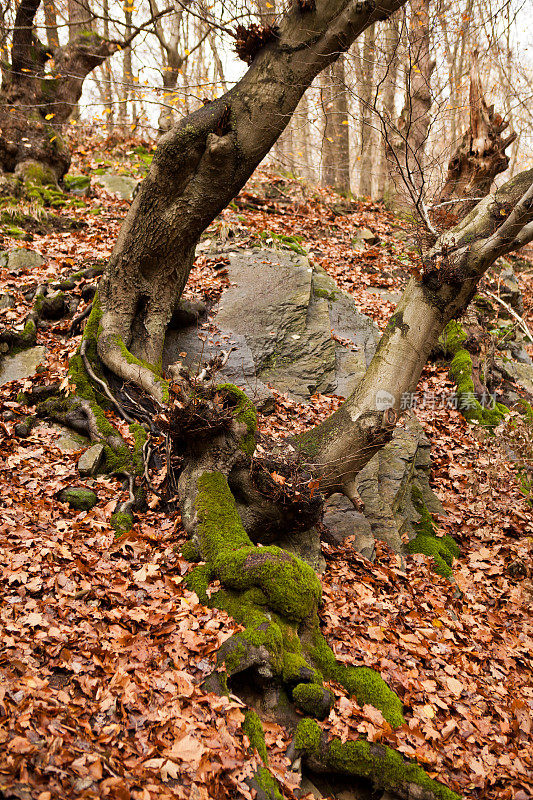 山毛榉树在岩石上