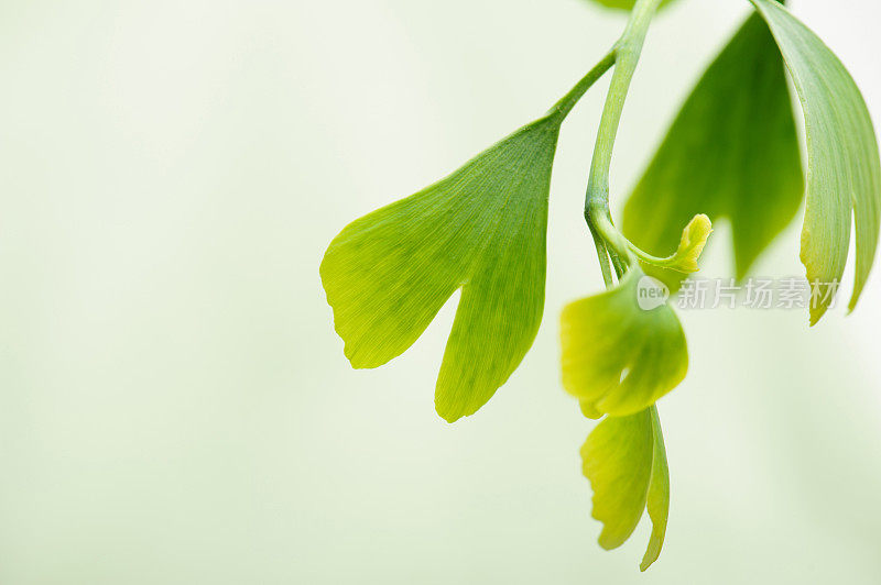 Gingko树叶